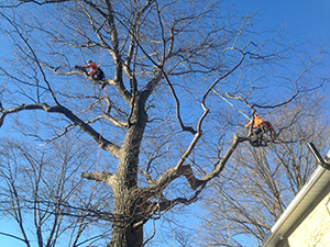 Tri-County Tree Service Spends Time Trimming and Pruning the RIGHT way