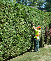 Tri-County Tree Service Stump Grinding even the toughest stumps