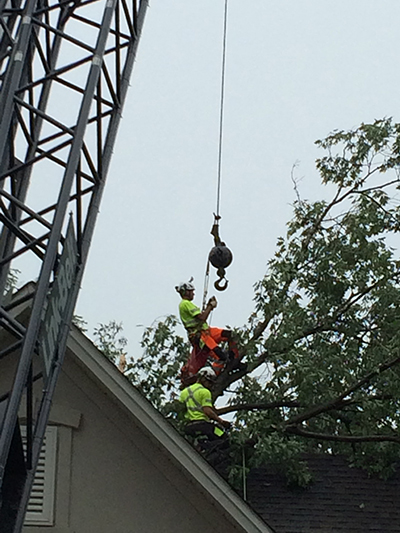 Tri-County Tree Service Stump Grinding even the toughest stumps