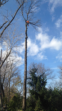 Tri-County Tree Service can handle any tree of any size, call 519.318.2855